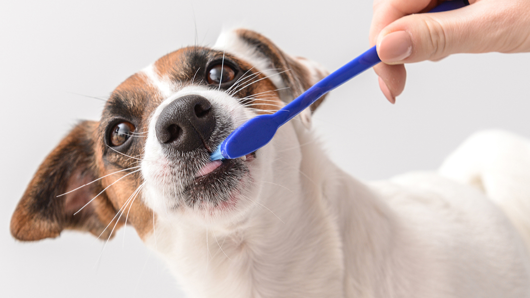 Zunderschwamm Zahncreme für dein Tier selber machen